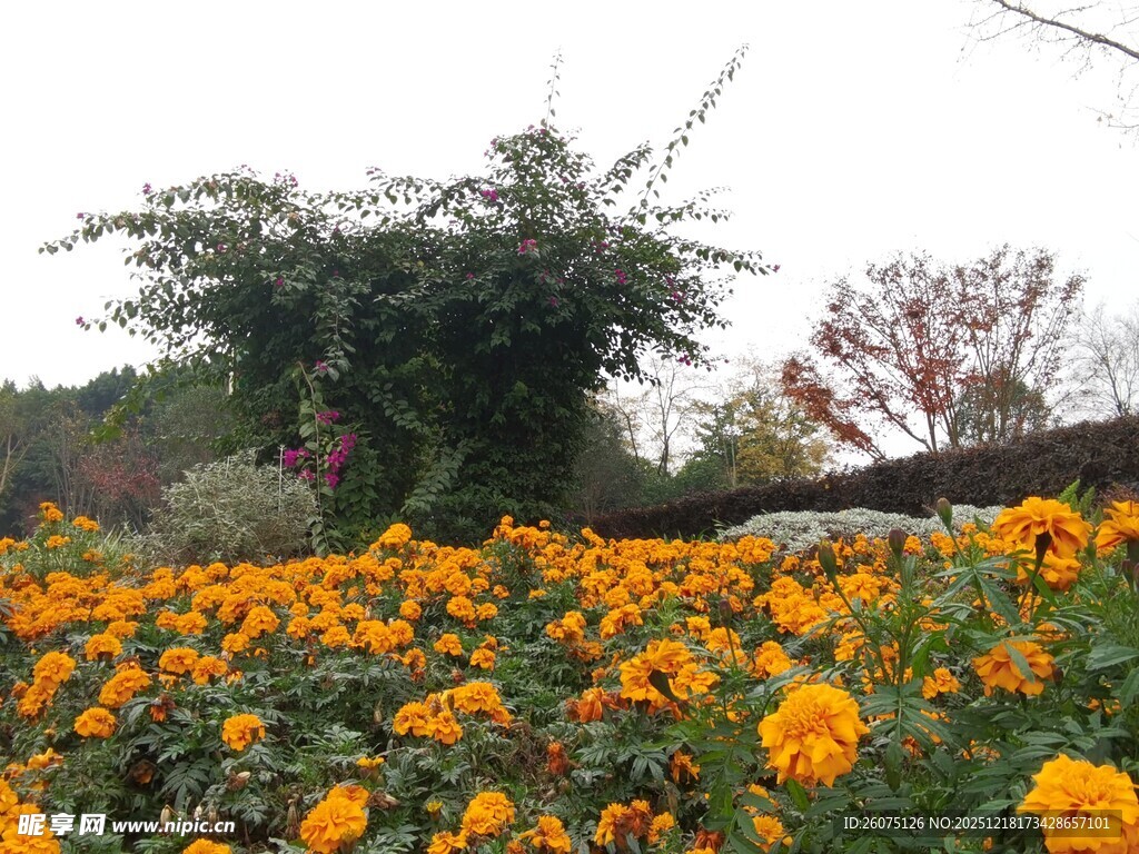 金黄花海中的繁茂景致