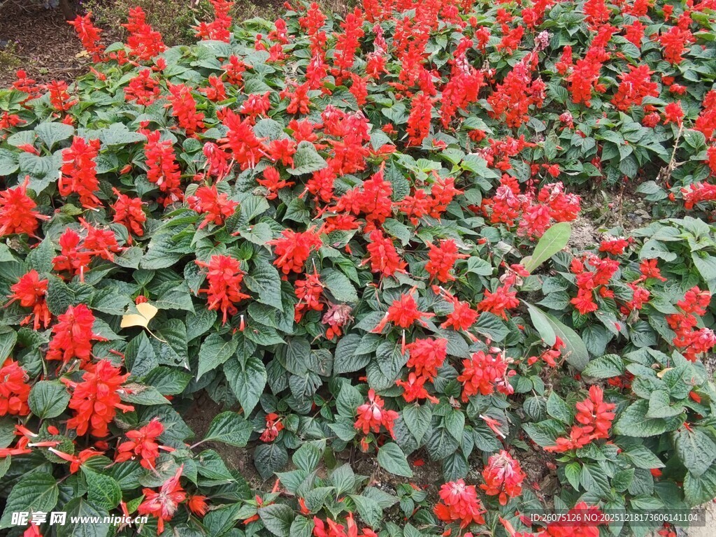 一片鲜艳的串串红花卉