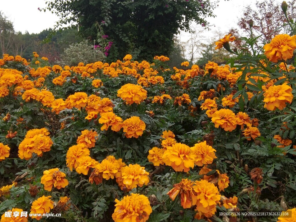 灿烂万寿菊绽放美景