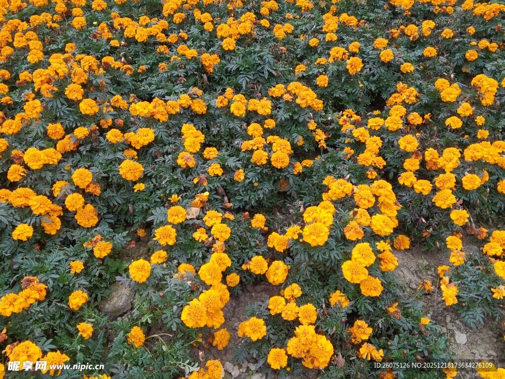 金黄花海灿烂万寿菊绽放