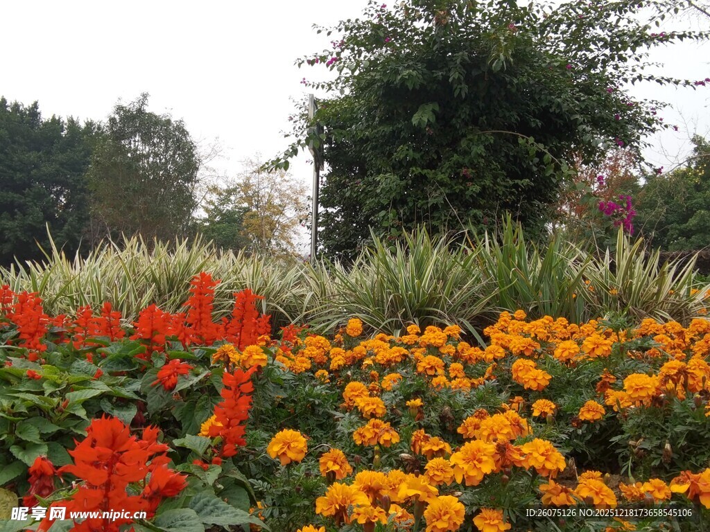 多彩花卉装点美丽花园