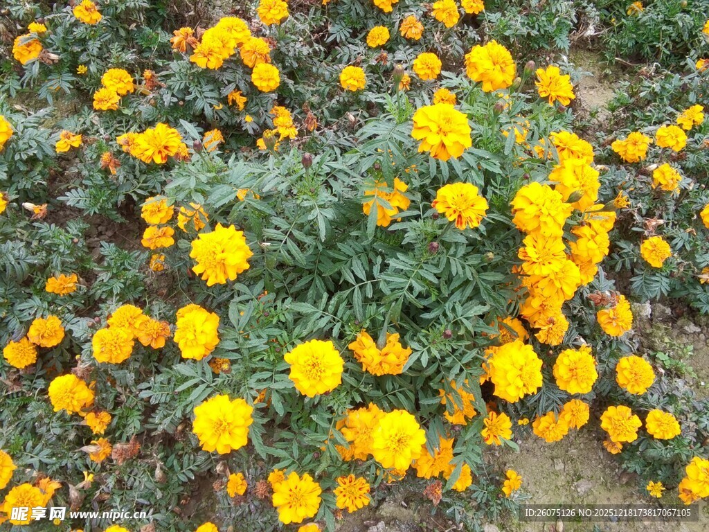 盛开的黄色万寿菊景观