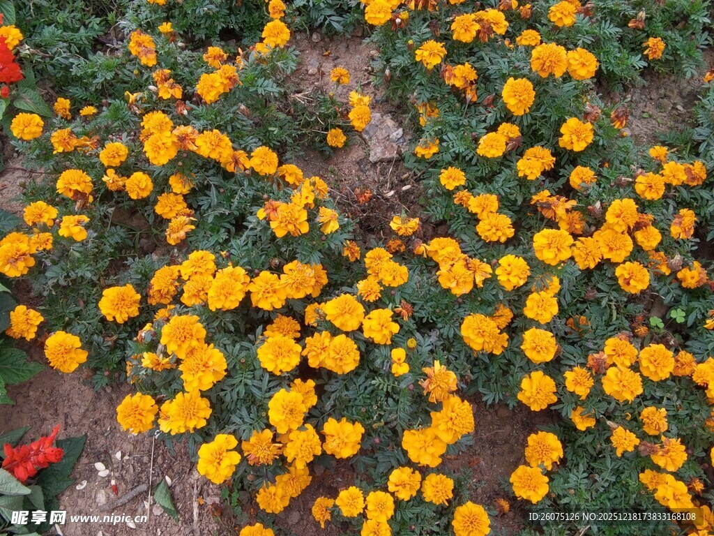 金黄花朵铺满地面