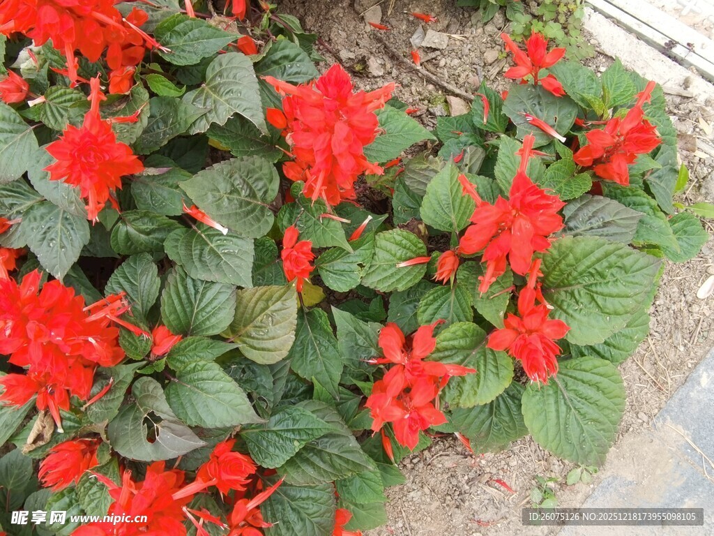 鲜艳火红一串红花卉景观