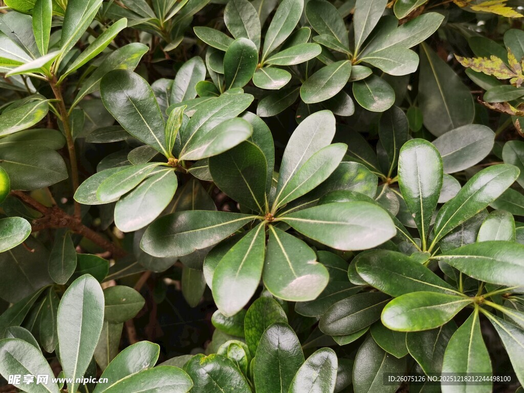 翠绿鹅掌柴叶片特写