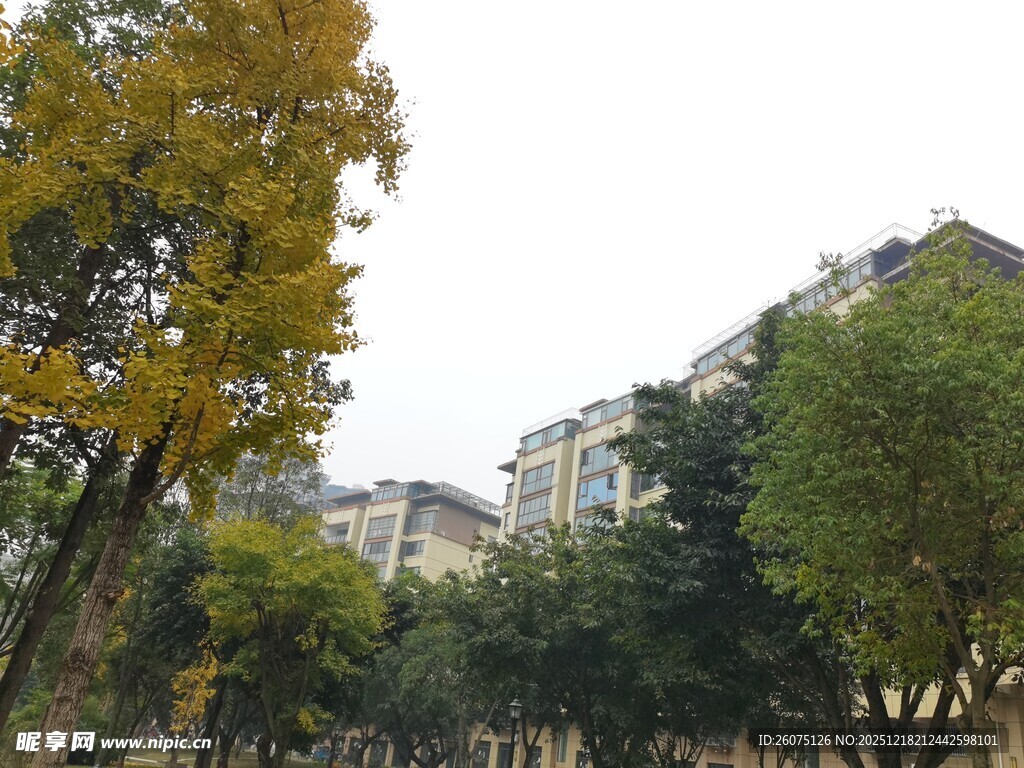 秋日小区的绿树与楼房