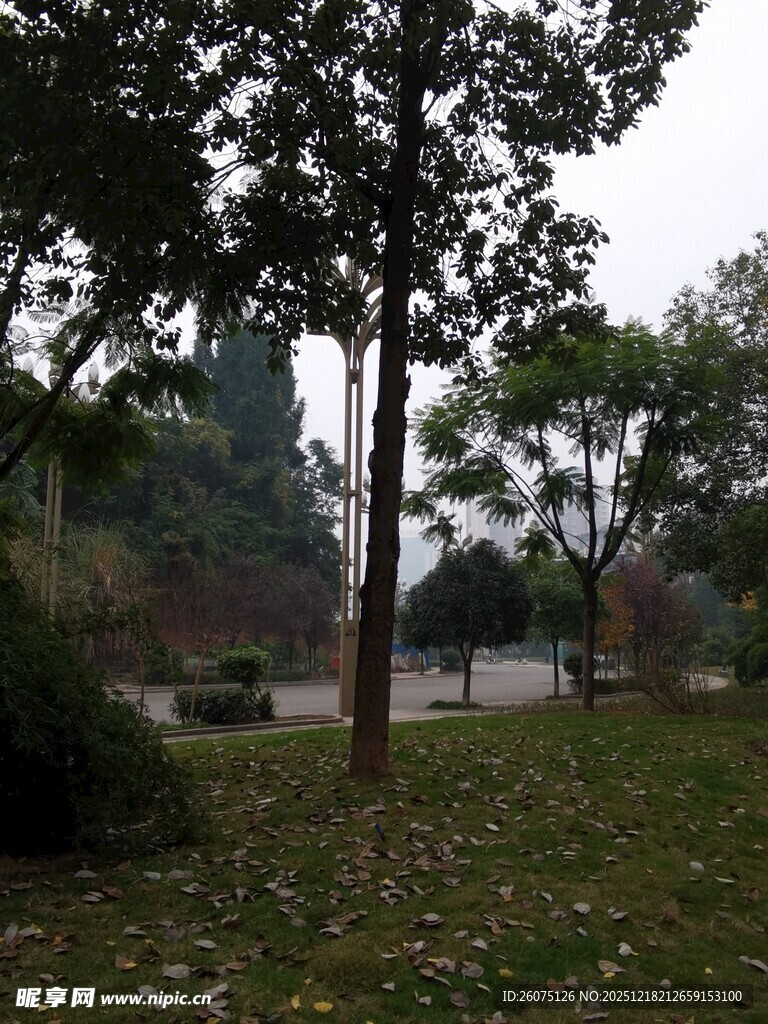 秋日公园静谧树林景象