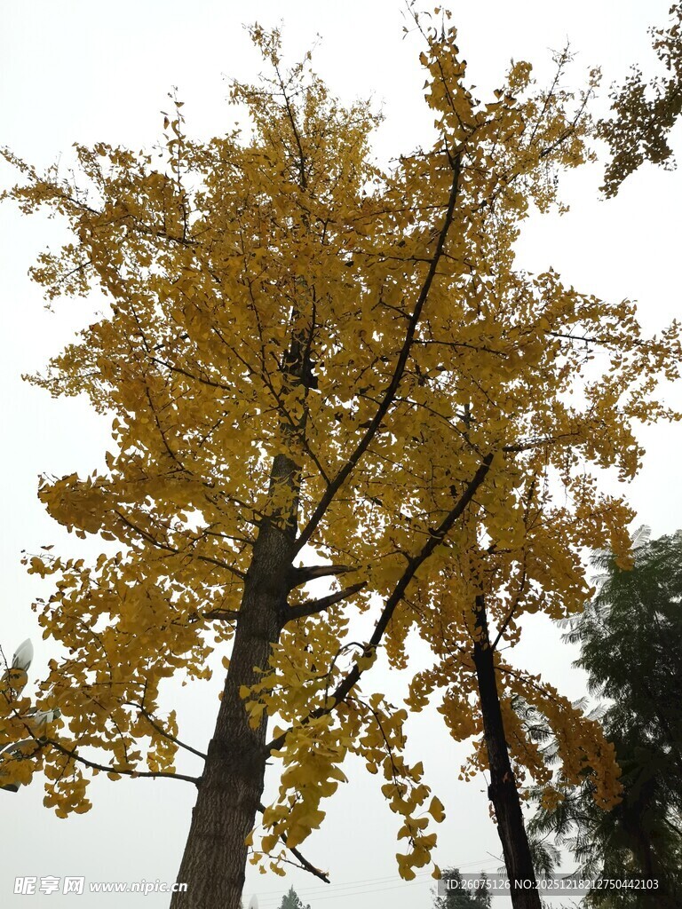 秋日金黄银杏树