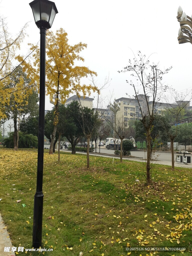 秋日公园路灯下的静谧景致