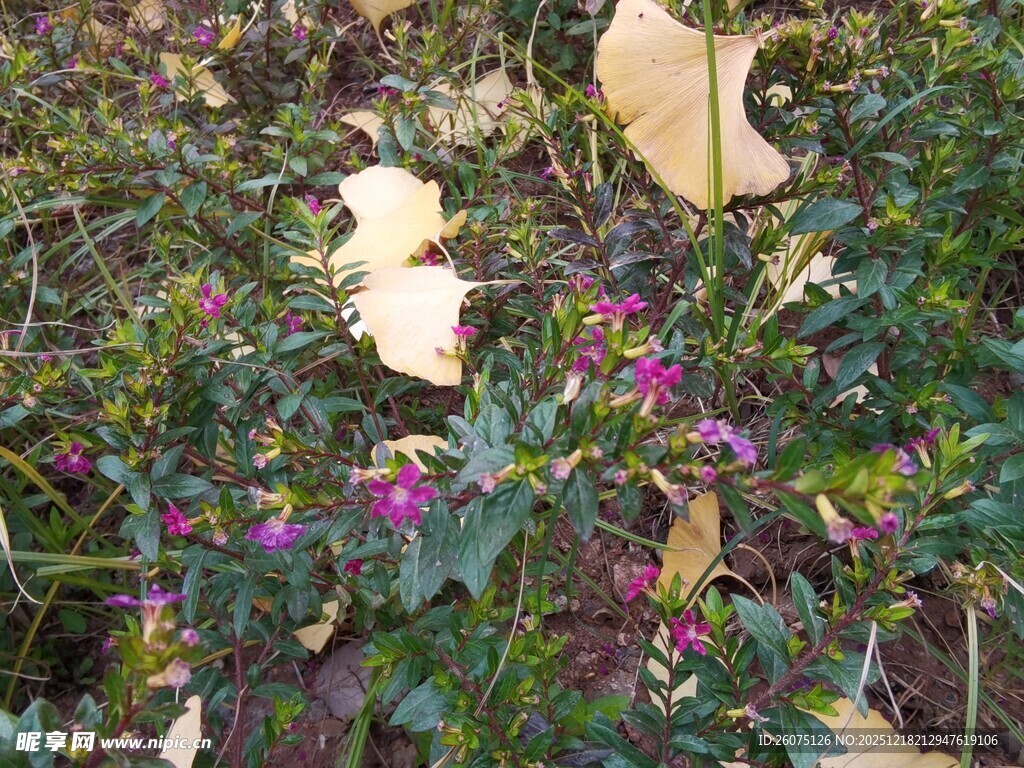 秋日花丛中的多彩景致