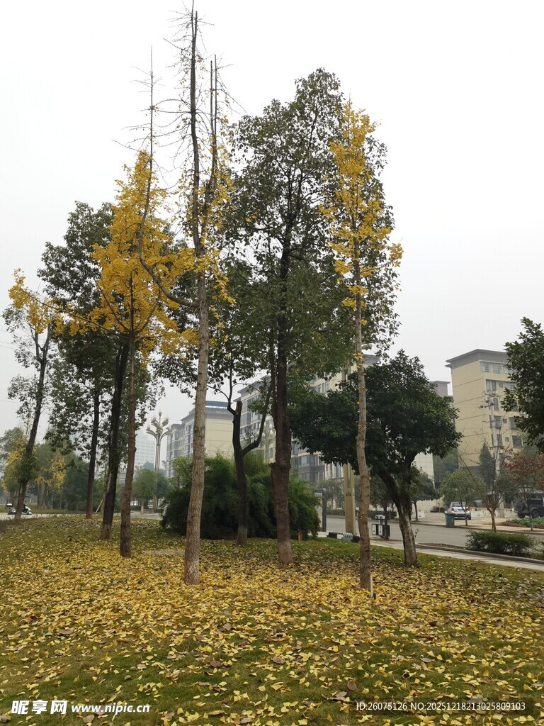 秋日落叶公园景致