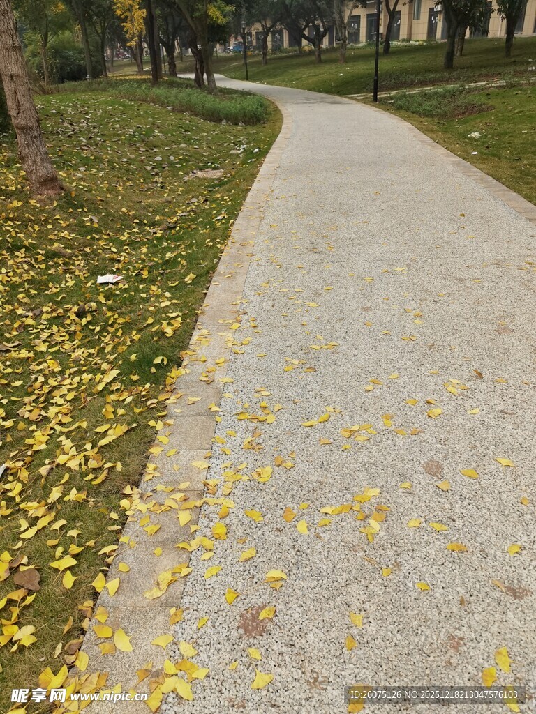 秋日小径落叶铺就诗意景