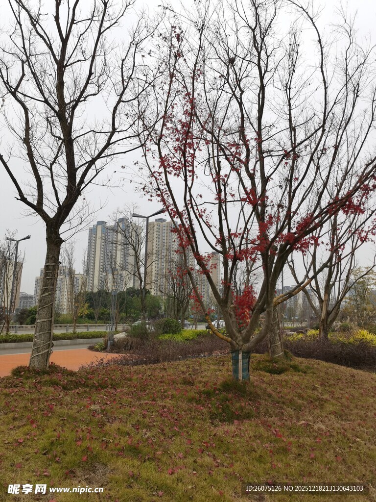 城市公园冬日树木景致