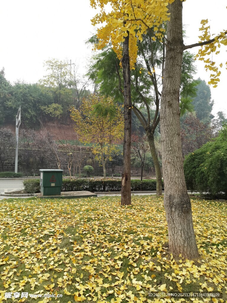 秋日银杏林落叶铺满地