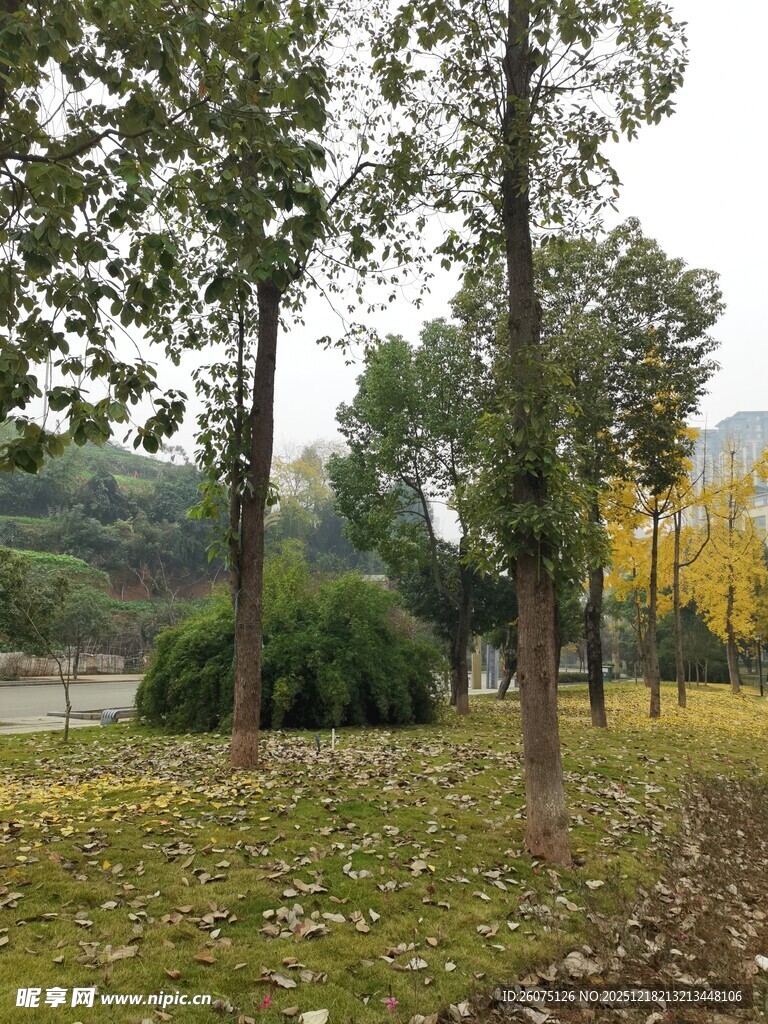 秋日公园树林落叶景致