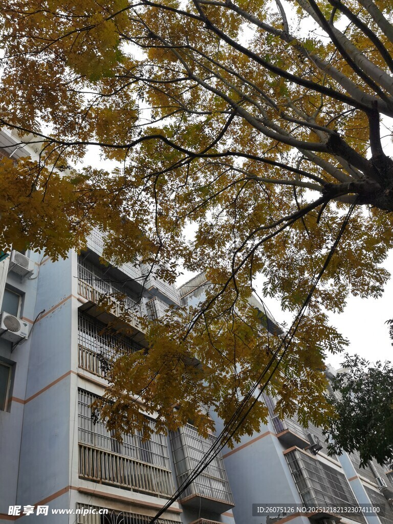 秋日楼前树枝黄叶景致