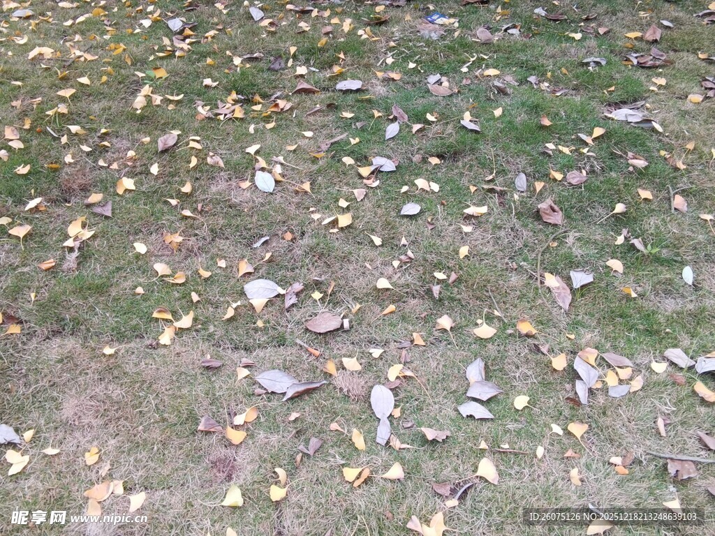 地面散落的多彩落叶