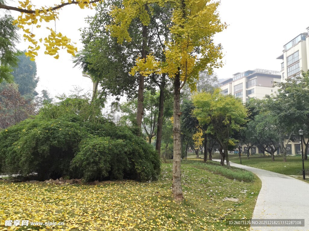 秋日公园小径落叶美景