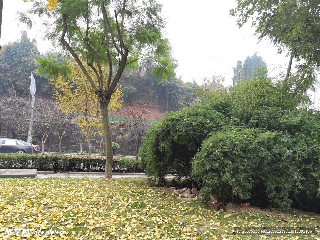 秋日公园落叶下的绿植景观