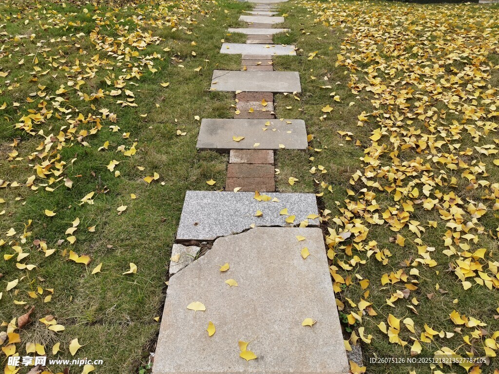 落叶铺径的石板小路