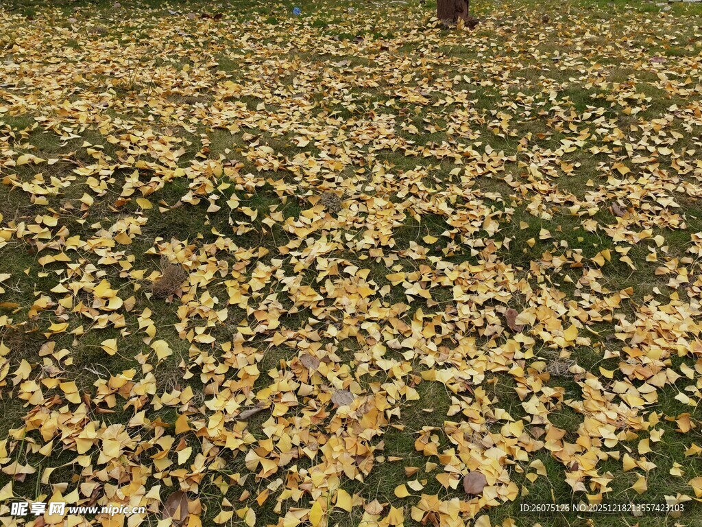 金黄落叶铺满的开阔地面