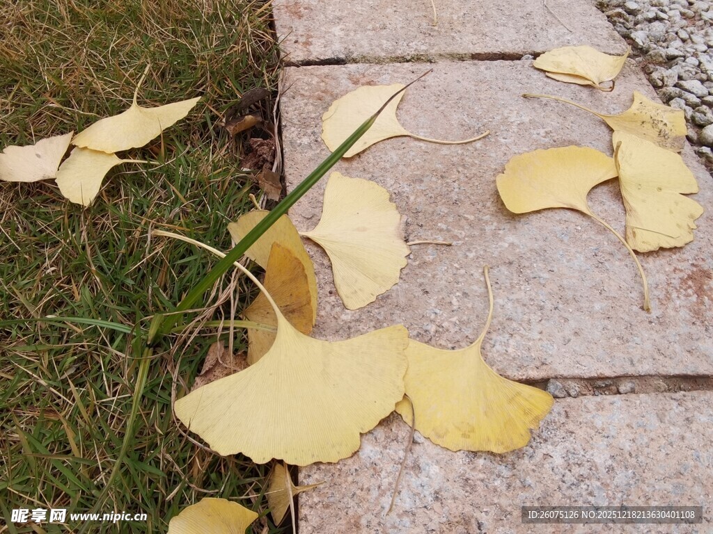 石板旁散落的银杏黄叶