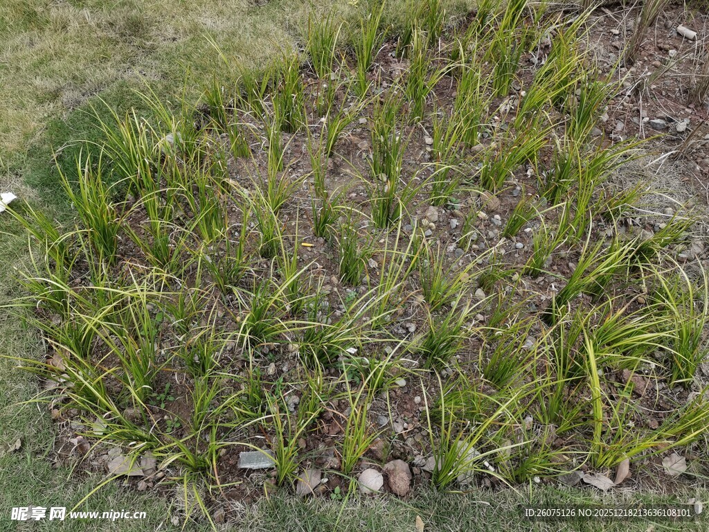 嫩绿幼苗生长在田边