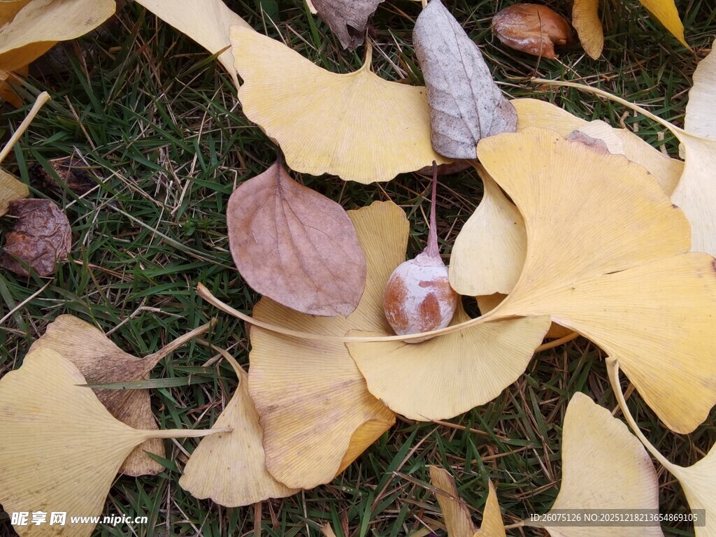 秋日银杏落叶与蘑菇