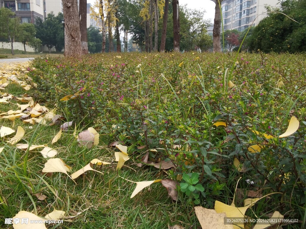 秋日草坪落叶景致