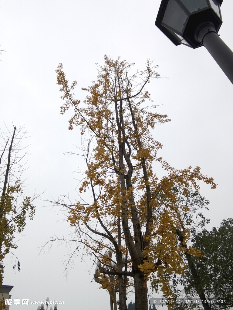 秋日银杏枝头黄叶摇曳