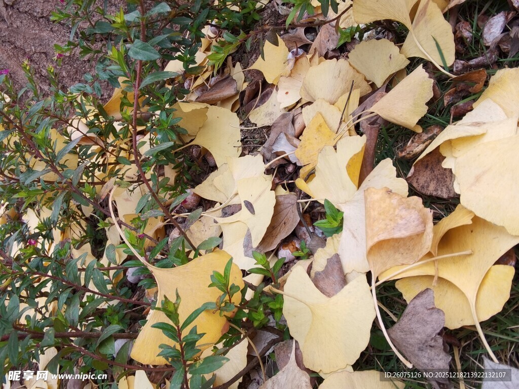 地上银杏落叶与绿植相伴