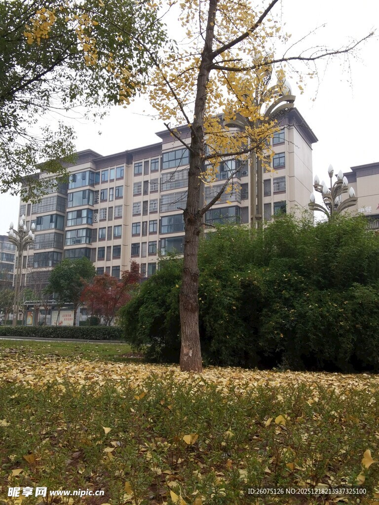 秋日小区旁的树木与建筑