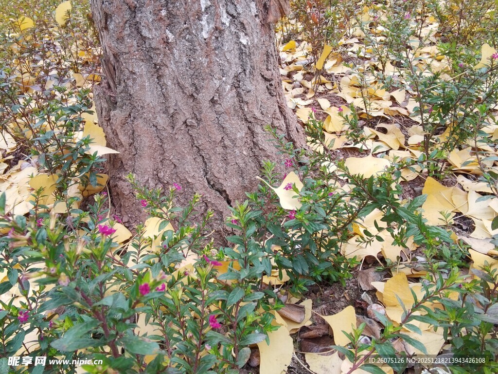 树下秋景落叶与绿植相伴