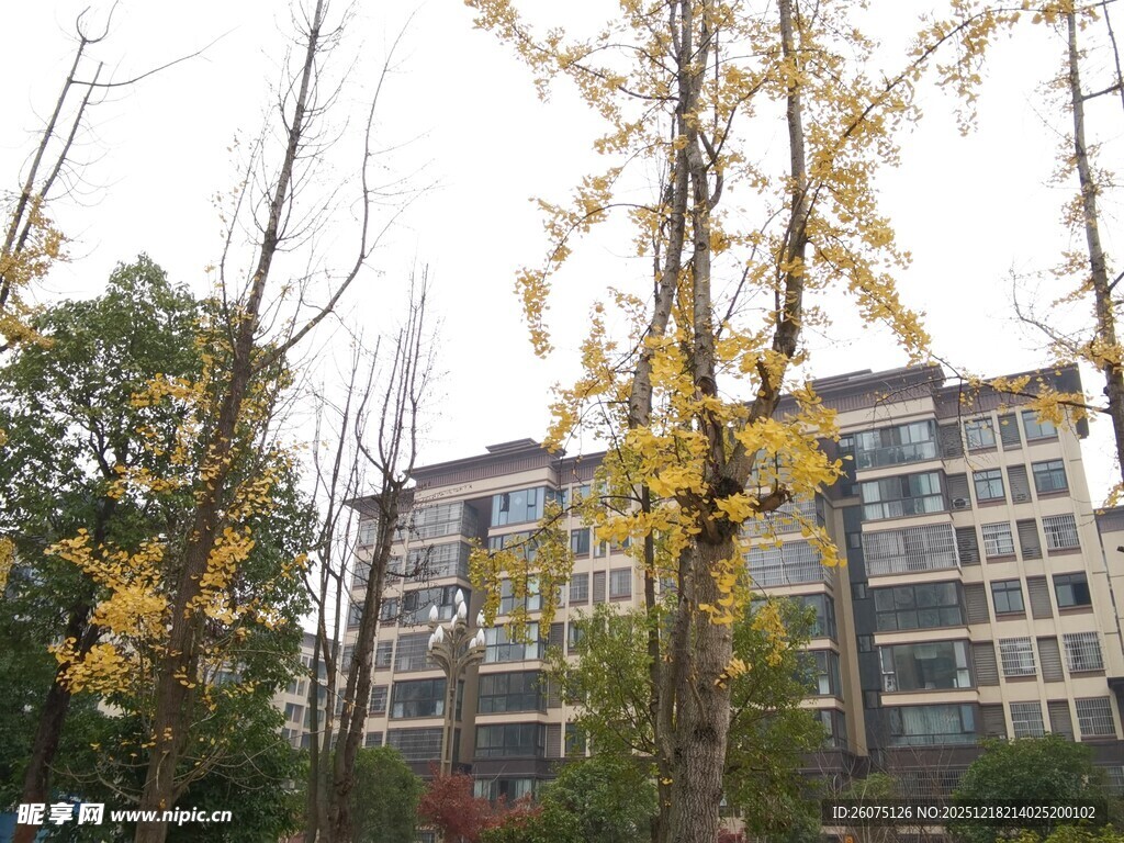 秋日黄叶旁的现代建筑