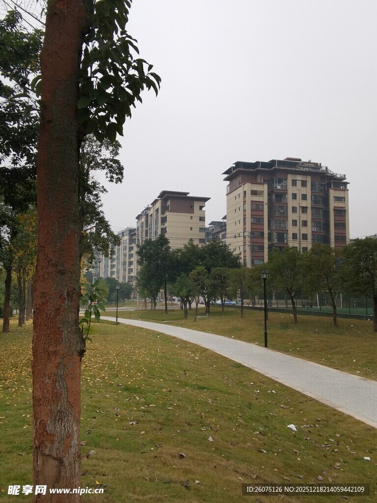 城市公园中的树木与建筑