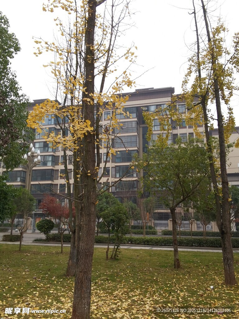 秋日校园银杏落叶景致