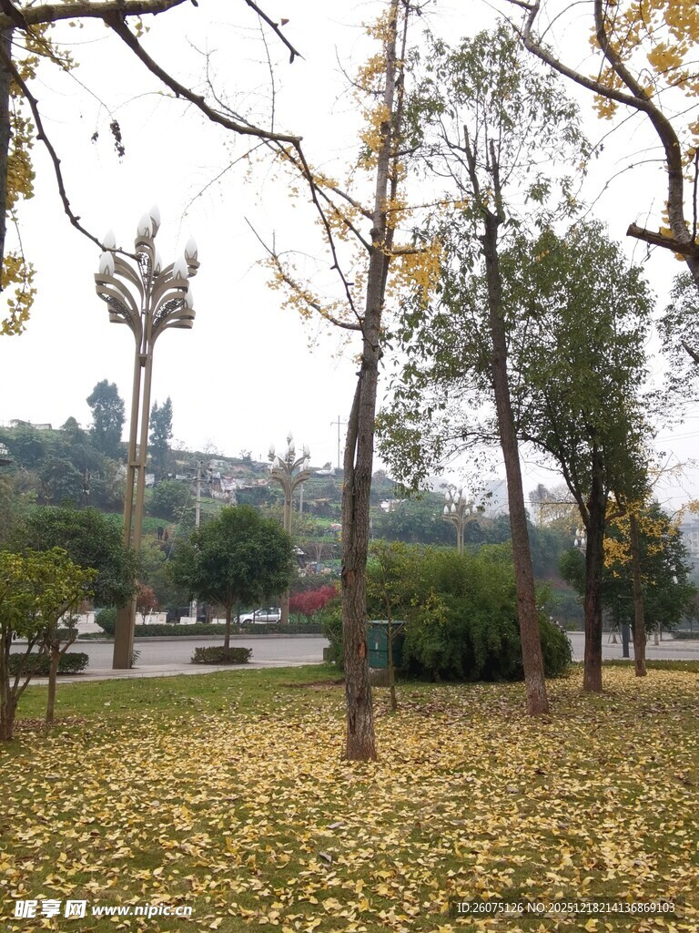 秋日公园落叶与树木景观