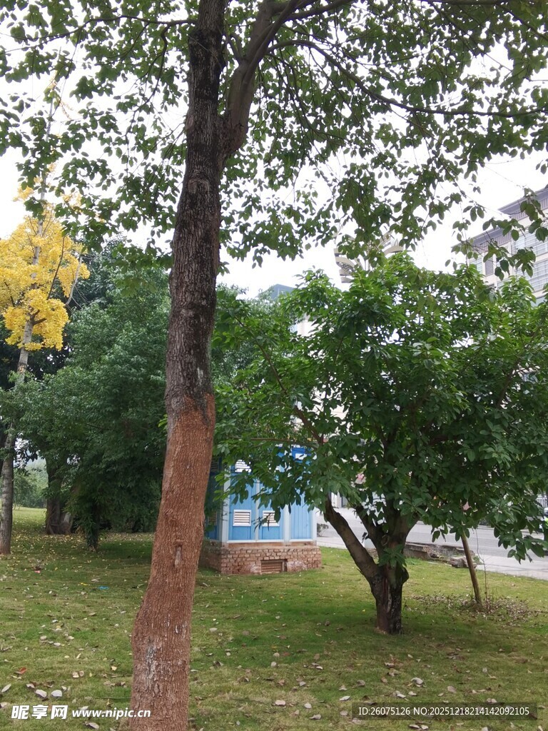 公园内葱郁树木与草地