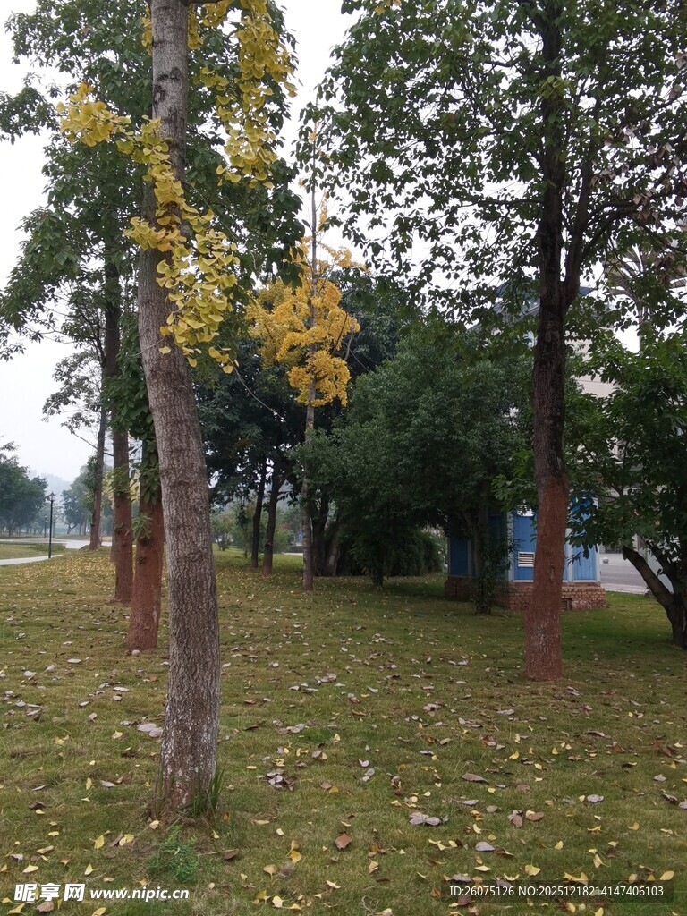 秋日树林草地落叶景致