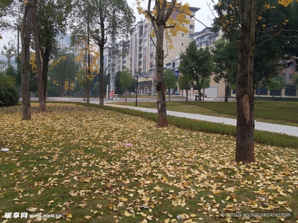 秋日公园落叶铺地美景