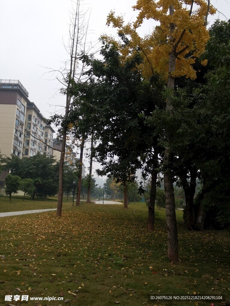 秋日校园林荫景色