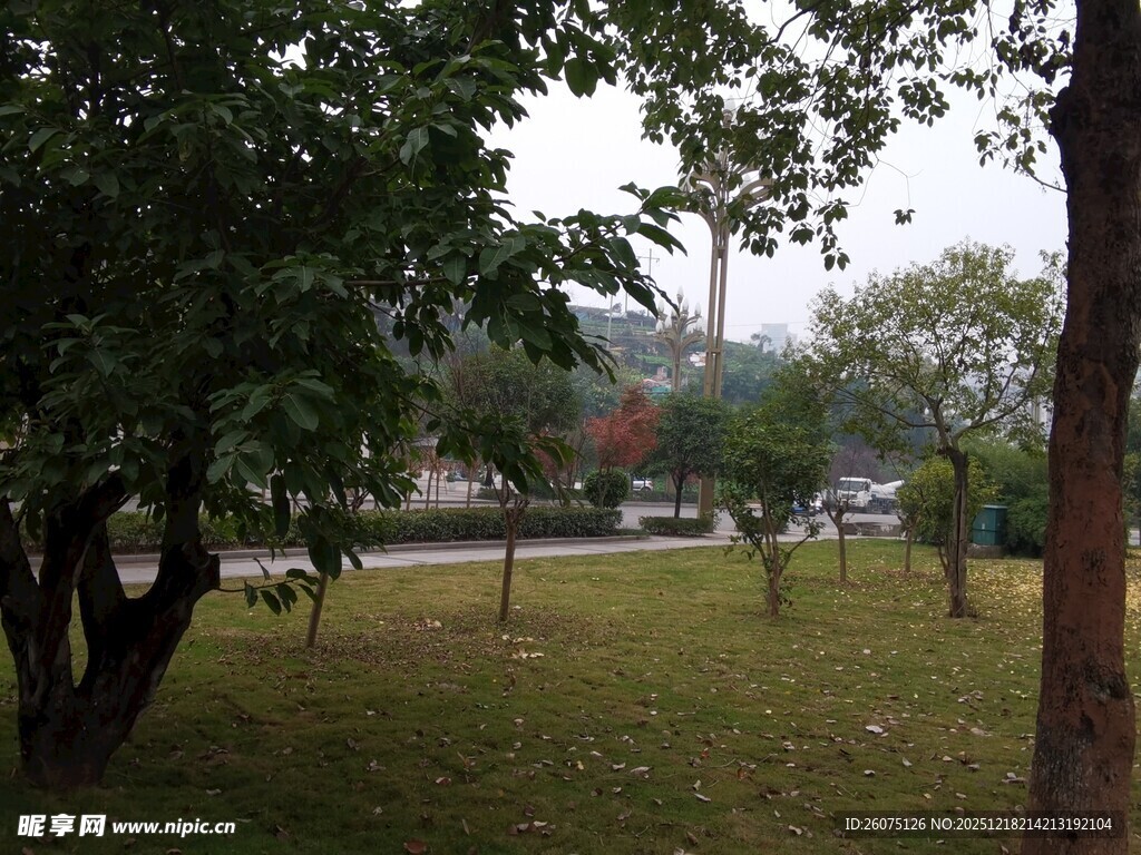 公园绿荫下的宁静景致