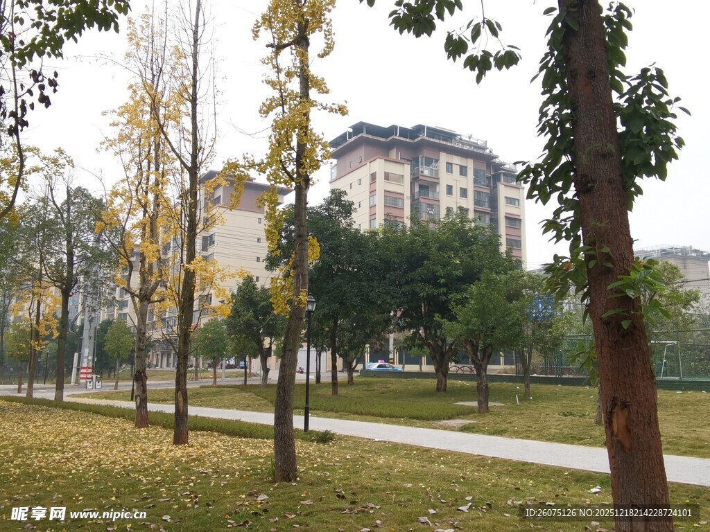 秋日校园林荫道风景