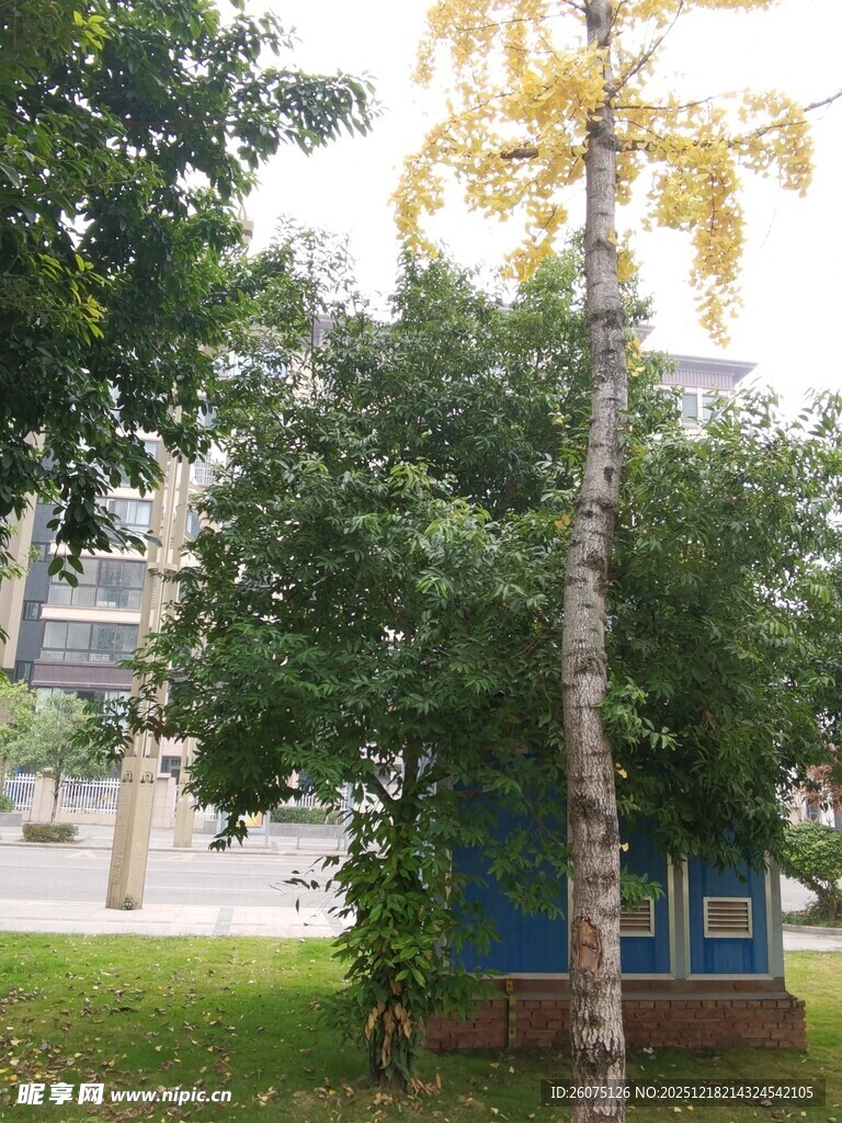 秋日绿树旁的蓝色小屋