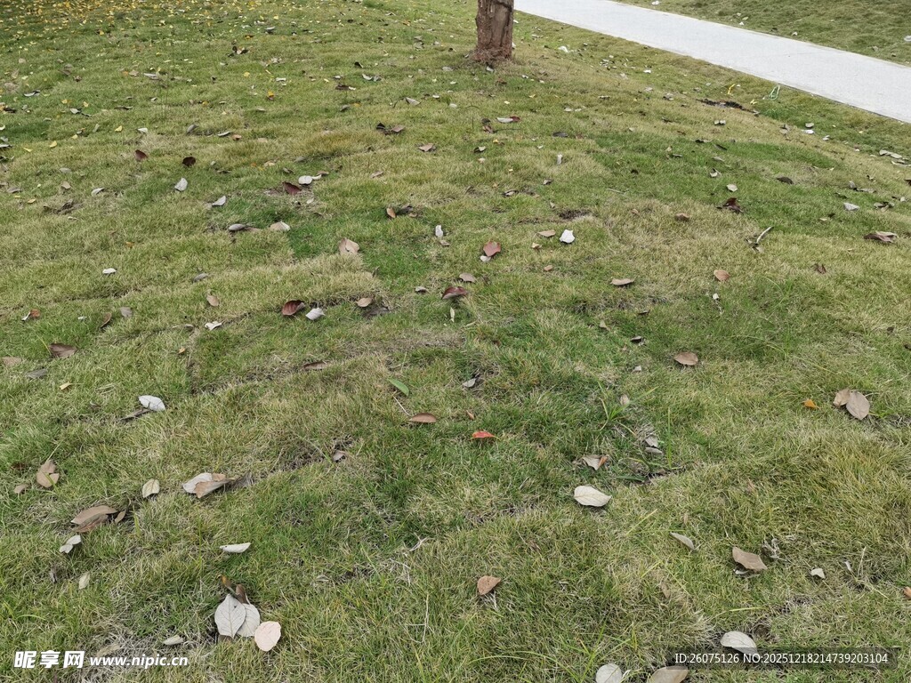 草地散落石块的自然景象