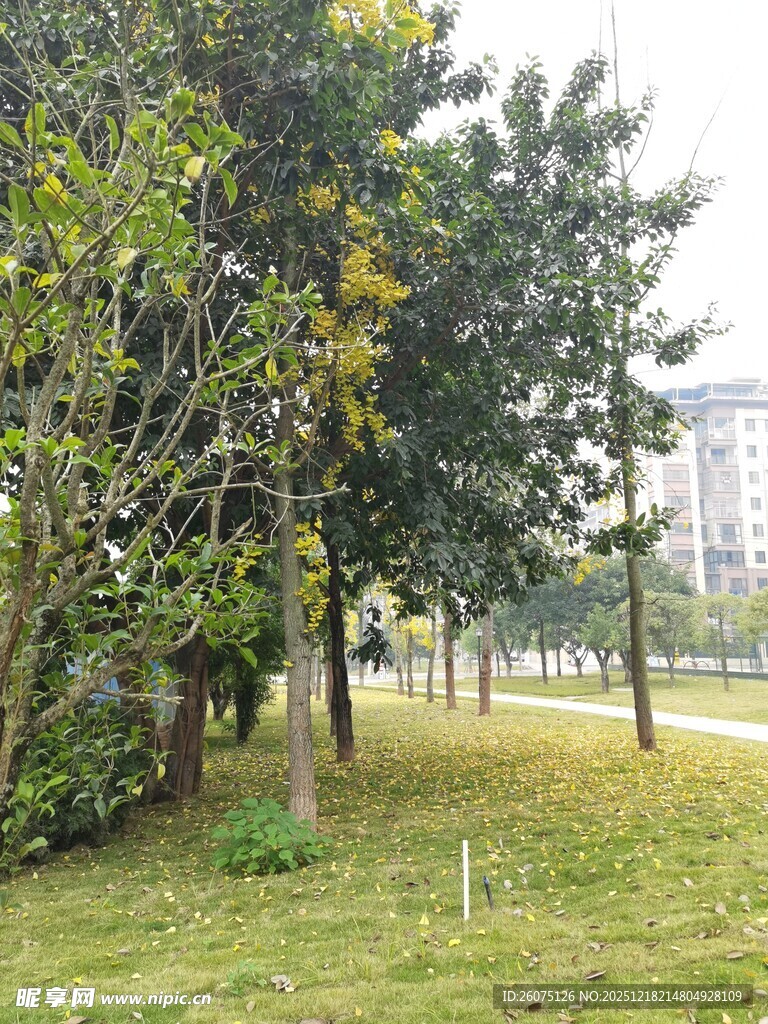 户外绿树草地风景图