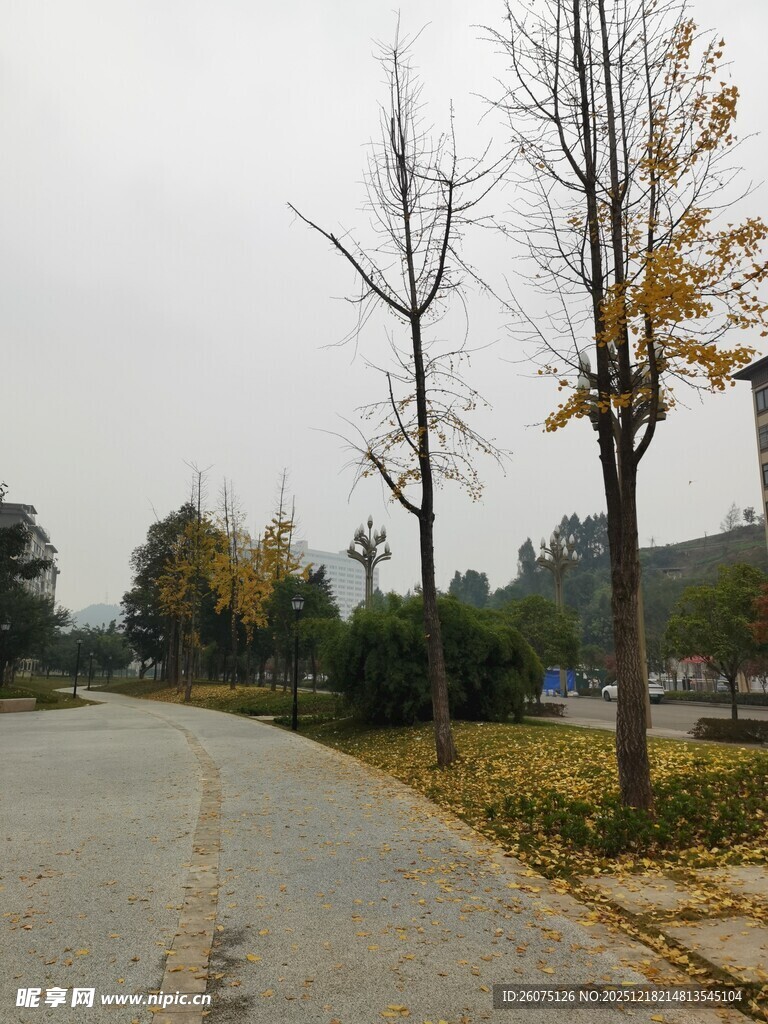 秋日林荫道景色