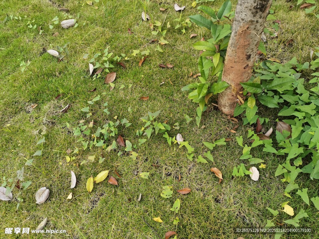 草地旁树干下的绿植落叶