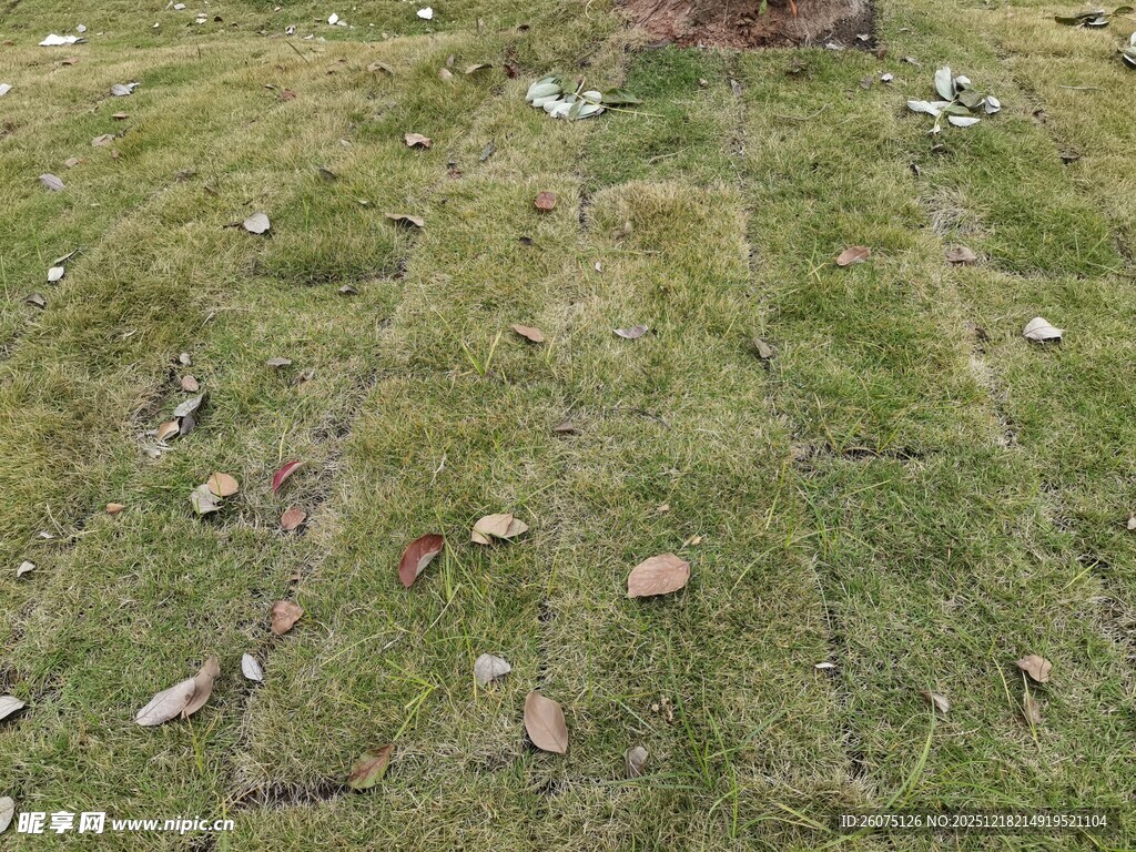 草地散落枯叶与石块