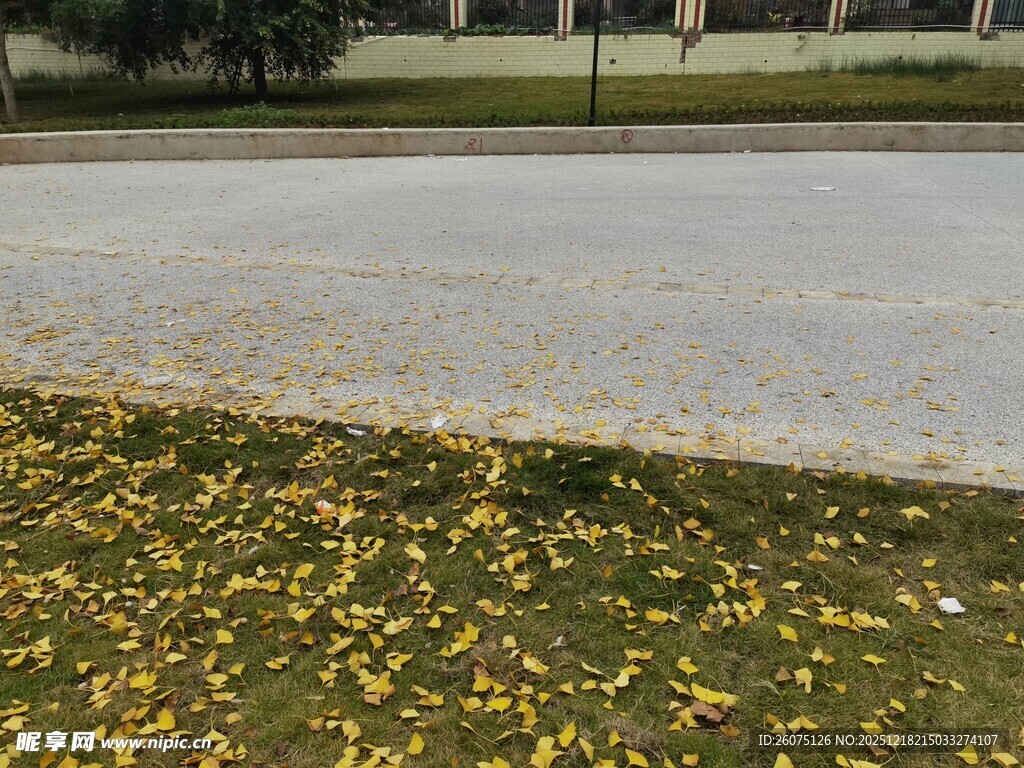 路边秋景落叶铺地